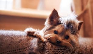 Dog Breeds