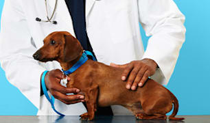 Dog Veterinarian Q&A