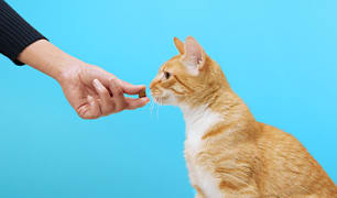 Cat Medication Guides