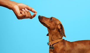 Dog Nutrition