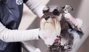 Dog Grooming Tips