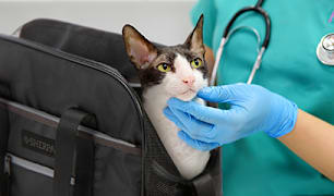 Cat Veterinarian Q&A