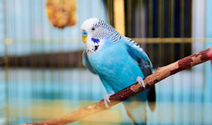 Bird Home & Habitat Guides