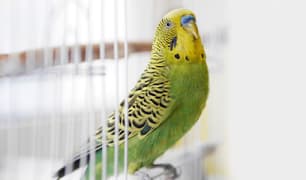 New Pet Bird Care