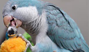 Bird Care 
