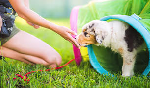 Dog Training & Behavior Guides