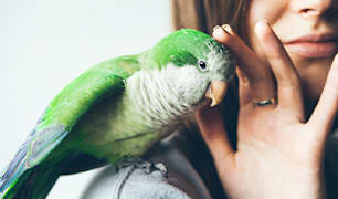 Bird Health & Wellness
