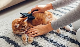 Cat Grooming Tips