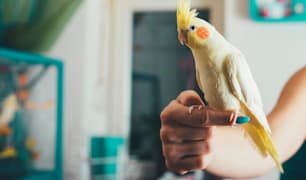 Bird Training & Behavior Guides
