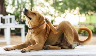  Dog Health Conditions Guides