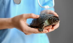 Reptile Vet Q&A