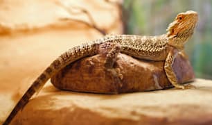 Reptile Care
