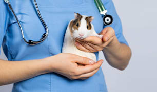 Small Animal Vet Q&A