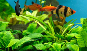 Keeping Fish Healthy