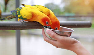  Bird Nutrition