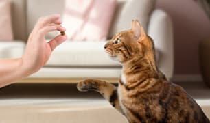 Cat Training & Behavior Guides