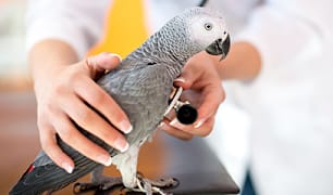 Bird Veterinarian Q&A