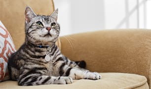 Cat Breeds