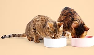 Cat Nutrition