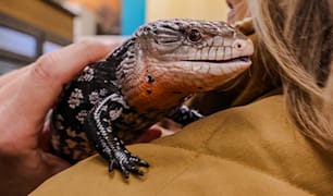 Reptile Care & Health Guides