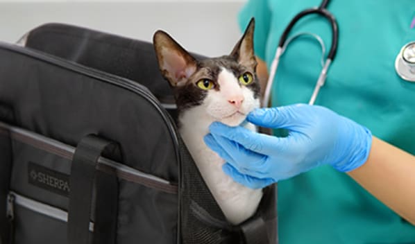 Cat Veterinarian Q&A