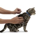 How Flea Treatments Work