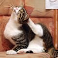 5 Serious Diseases Your Cat Can Get From Having Fleas
