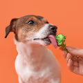 Safe & Healthy Human Treats You Can Feed Your Dog