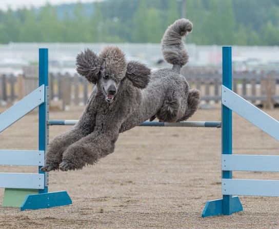 Standard Poodle Facts and Information