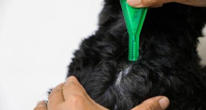 Flea Prevention Failing? Why & How to Finally Stop Pet Fleas
