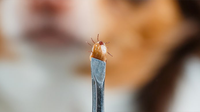 Found a Tick on Your Pet or in Your Home? Safe Removal & Prevention