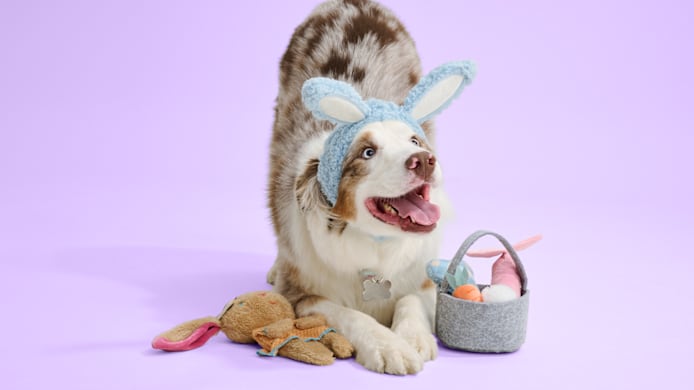 How to Make a DIY Dog or Cat Easter Basket