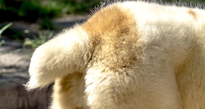 Fleas Hiding? Find & Eliminate Them on Your Pet & In Your Home