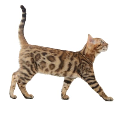 9 Father's Day Gifts for Cat Dads 