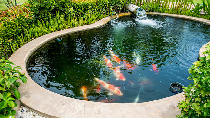 Building a Backyard Pond for Koi & Pond Fish | Petco