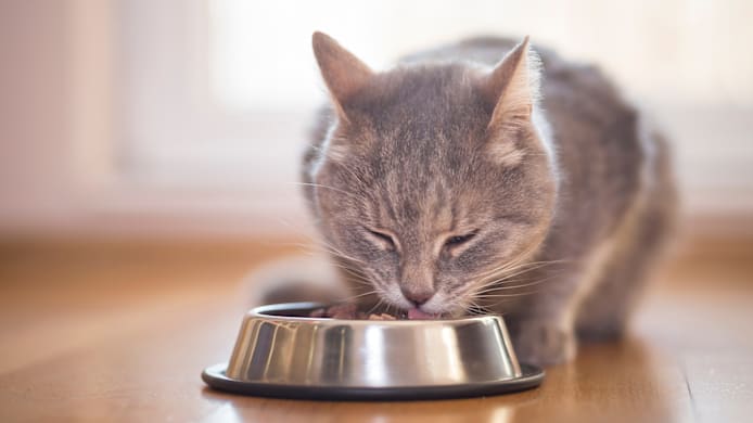 Cat Urinary Tract Disease: Best Diet and Food Recommendations