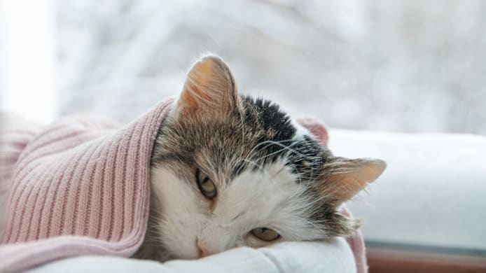 Do Cats Get Seasonal Depression? 