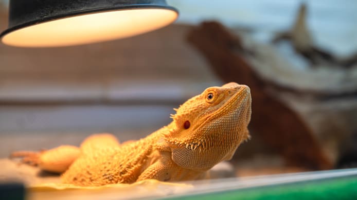 Heating & Lighting for Bearded Dragons: Full Guide