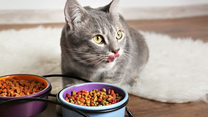 How Often Should I Feed My Cat?