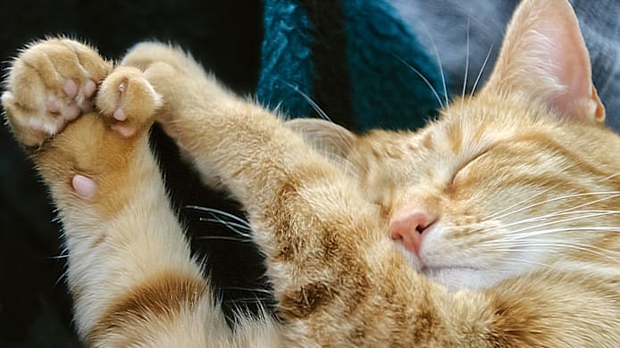 All About Polydactyl Cats