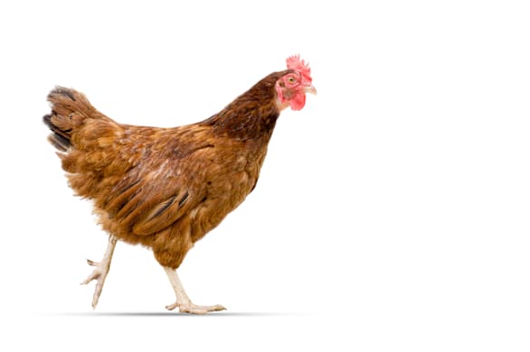 Pet Chicken: The Complete Guide to Keeping Chickens