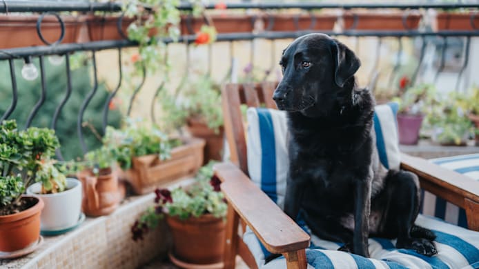 Indoor House Plants Poisonous to Dogs 