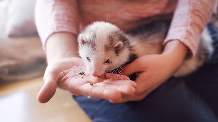 What Do Ferrets Eat?