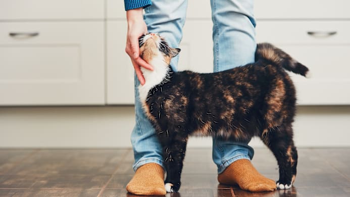 Can Cats Drink Milk?