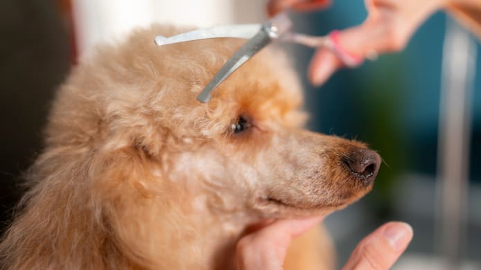 The Most Popular Haircuts for Dogs by Coat Type