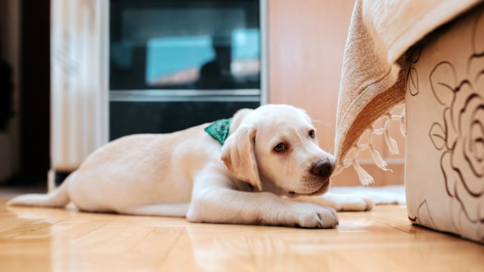 How to Stop Destructive Chewing in Puppies