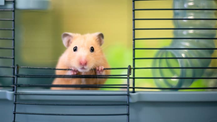25+ Hamster Facts Every Pet Parent Should Know