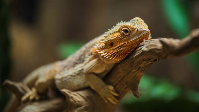 Brumation vs Hibernation in Reptiles 