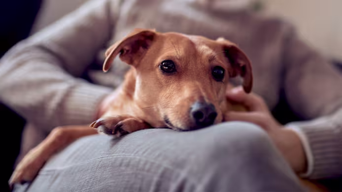 Trazodone for Dogs: Anxiety, Dosage & Relief