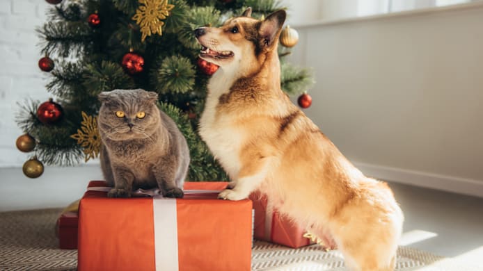 Do Dogs Gain Weight in the Winter? How to Help